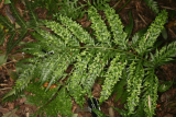 Woodwardia orientalis RCP10-97 062.jpg